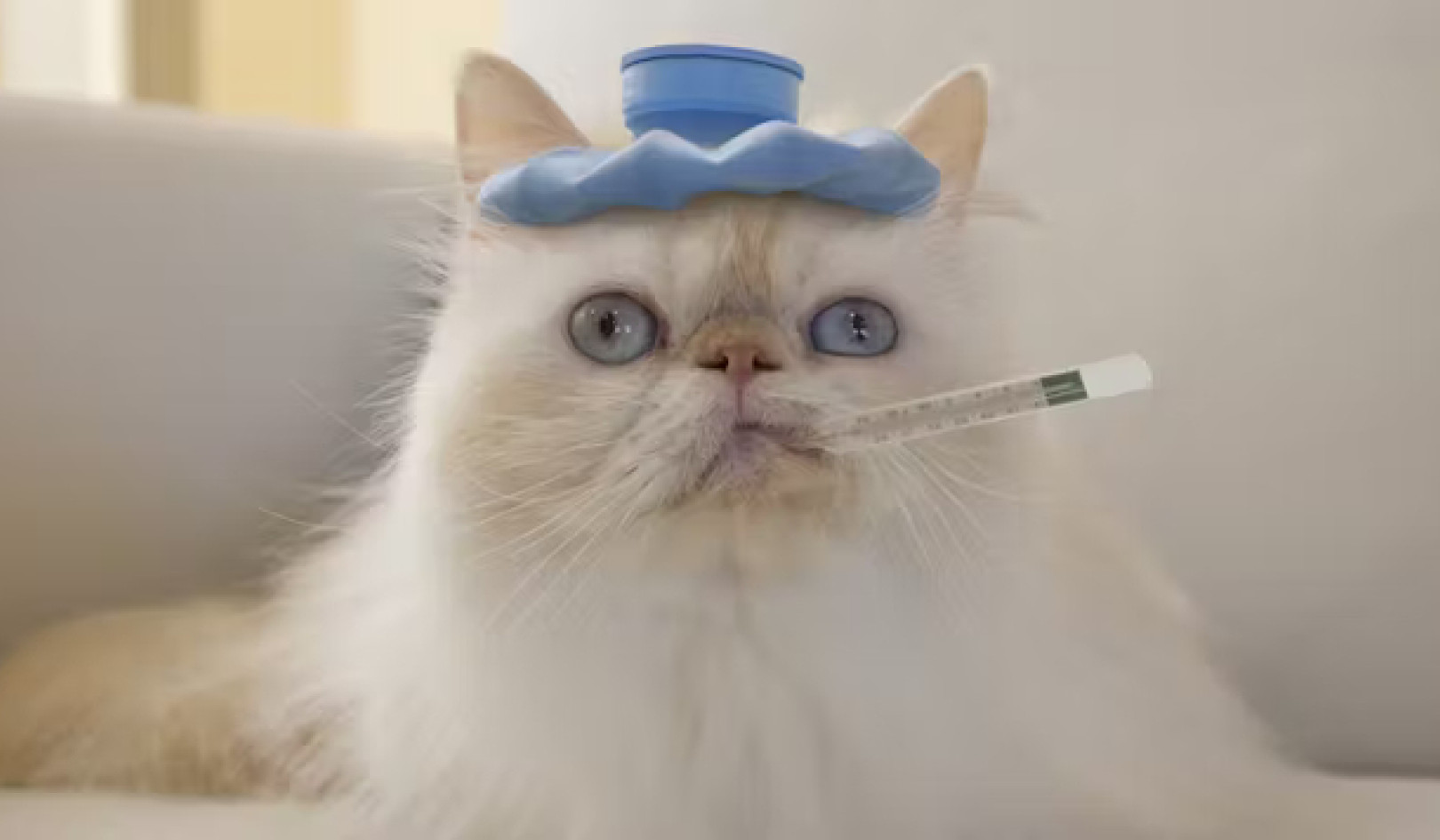 Why Your Body Heats Up With Fever